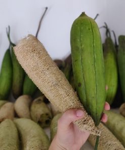 Loofah Sponges